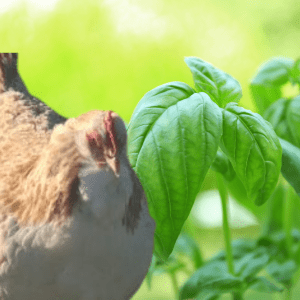 A Salmon Faverolles hen standing near fresh basil leaves, highlighting the benefits of basil for chickens.