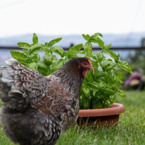 A hen pecking at a basil plant in a garden, highlighting the benefits of basil for chickens.