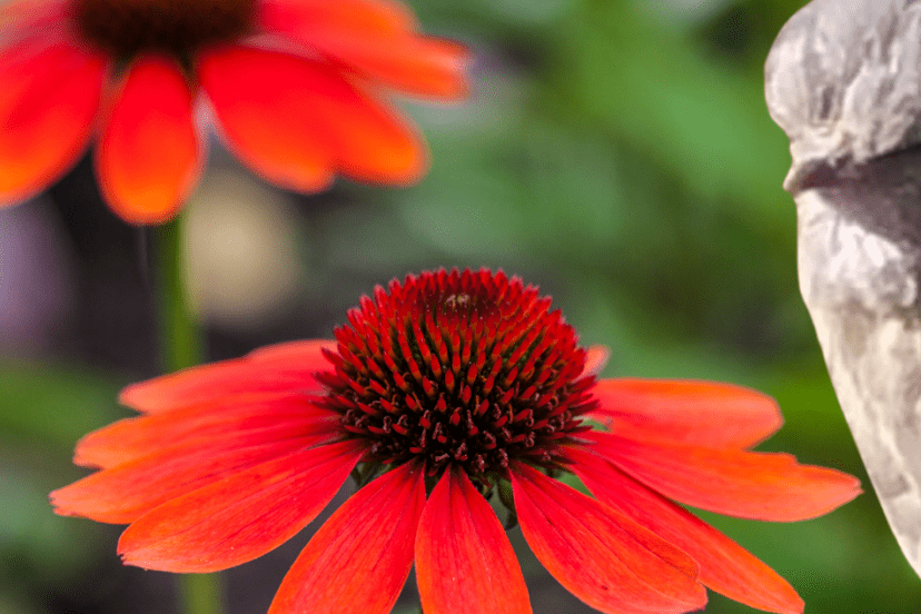 Close-up of vibrant red echinacea flowers with a blurred image of a chicken in the background.