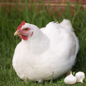 A white hen sitting on grass with garlic cloves beside her.
