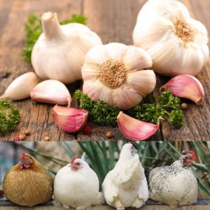 Garlic bulbs and cloves on a wooden surface with three chickens sitting together in the background.