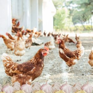 A flock of chickens outside with a row of garlic bulbs displayed at the bottom of the image.