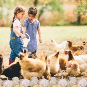 Two young girls feeding a flock of chickens with a row of garlic bulbs at the bottom of the image.