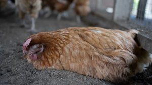  A sick chicken lying on the ground with closed eyes and ruffled feathers, showing signs of severe illness, possibly coccidiosis.