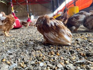  A lethargic chicken sits isolated on a barn floor with scattered feed, surrounded by other active chickens, showing possible signs of illness.