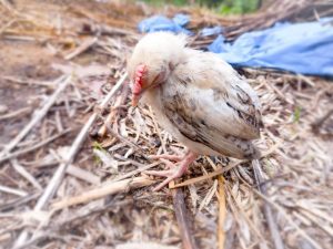 A chicken appears ill and lethargic, resting on straw with ruffled feathers and a drooping head, indicative of possible sickness.