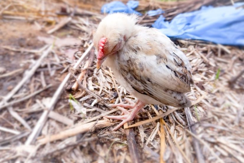 A chicken appears ill and lethargic, resting on straw with ruffled feathers and a drooping head, indicative of possible sickness.