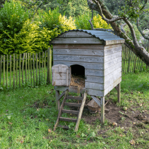 A rustic wooden chicken coop raised on stilts in a grassy orchard, surrounded by trees and a picket fence but no bushes.