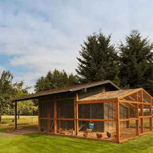 Article: Trimmed Bushes Help Deter Predators. Pic - A large chicken coop with a spacious run in a lush green setting, surrounded by trees but no bushes close by.