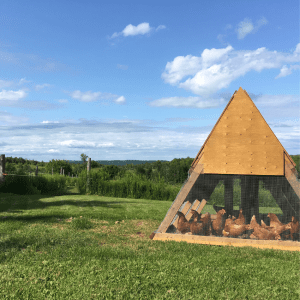 Article: Trimmed Bushes Help Deter Predators. Pic - A triangular wooden chicken coop with a mesh front, housing several chickens, located in a vast, open field with a scenic background.