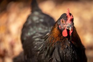 Article: Do Black Copper Marans Chickens differ from Regular Marans. Pic - Close-up of a Copper Maran hen with a deep red comb and wattles, and iridescent feathers in autumn sunlight.