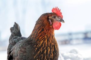 Article: Do Black Copper Marans Chickens differ from Regular Marans. Pic -A Copper Maran hen with vibrant, copper-toned feathers standing in a snowy landscape.