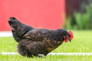 Article: Do Black Copper Marans Chickens differ from Regular Marans. Pic -A Copper Maran hen pecking at the grass with a vibrant red background.