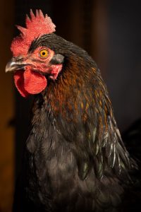 Close-up of a Copper Maran hen, her iridescent feathers gleaming in the light, showcasing a detailed view of her vibrant red comb and keen yellow eye.
