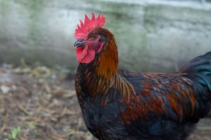 A close-up of a Copper Maran rooster with striking iridescent feathers and a vivid red comb and wattles.