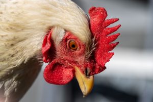 A white Delaware chicken with subtle black speckles on its neck and a vibrant red comb stands in a straw-laden coop beside a wire fence.