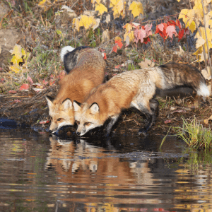 Article: Secure Your Chicken Coop From Raccoons And Foxes. Pic - Two red foxes drinking from a pond surrounded by colorful autumn leaves, reflecting their images in the water.