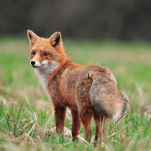  A red fox stands alert in a grassy field, its vibrant orange fur and keen eyes scanning the surroundings.