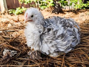 A young Frizzle chicken with distinctive curly white feathers sitting on a straw bed in a garden setting.