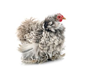 A Frizzle chicken with dramatically curled and fluffy feathers in shades of gray and white, standing isolated against a white background.
