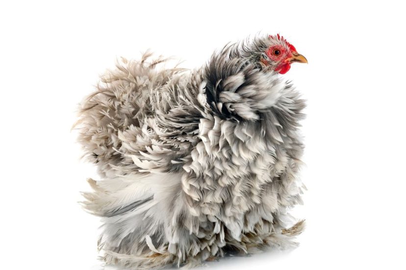 A Frizzle chicken with dramatically curled and fluffy feathers in shades of gray and white, standing isolated against a white background.