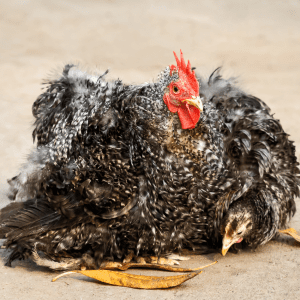 A Frizzle hen with dark, intricately curled feathers rests on the ground, pecking at a leaf.