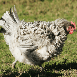  A Frizzle hen with striking curled and fluffy white and grey feathers struts across a grassy field.