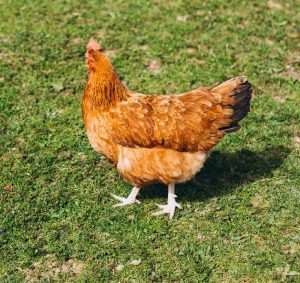  A Golden Comet chicken strolling across a lush green lawn, its bright orange feathers catching the sunlight.