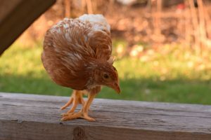 . Pic- A young Golden Comet chicken curiously peering down from a wooden ledge, its feathers glowing in the soft evening light.