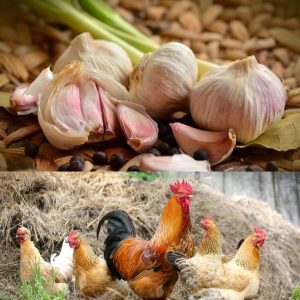 Garlic bulbs and cloves on a wooden surface with a group of chickens in the background.