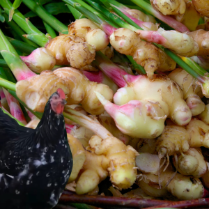 Close-up of fresh ginger roots with green stems, and a black chicken standing in front.