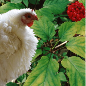 A white chicken standing next to a ginseng plant with green leaves and a cluster of red berries.