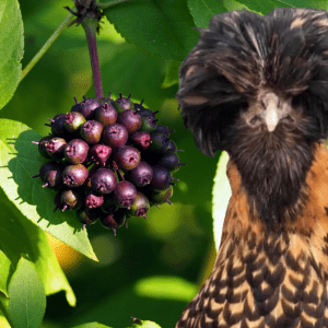 Ginseng: A cluster of dark purple berries growing on a green plant with a close-up of a bird with distinctive dark plumage and a fluffy head.