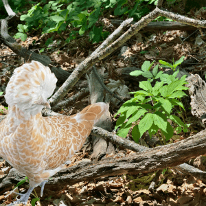  A light brown and white chicken standing on the forest floor near a ginseng plant with green leaves.