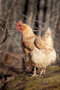 A Golden Comet hen in a natural woodland setting, pecking at twigs on the ground.