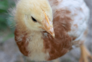 Close-up of a young Golden Comet chick with soft golden and brown feathers, focusing on its gentle eyes and beak.