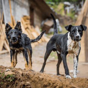 Article:protect your chickens. Pic - Two dogs, one with black fur with tan markings and the other black and white, energetically playing in a muddy yard with construction debris in the background.