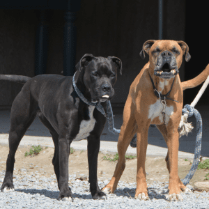 Article:protect your chickens. Pic - Two large dogs, one black and one tan, standing side by side on a gravel surface, both looking forward with tongues out.