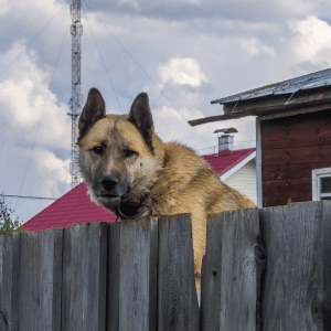 Article: protect your chickens Pic - A vigilant dog peers over a wooden fence, with a cloudy sky and a rustic building in the background.