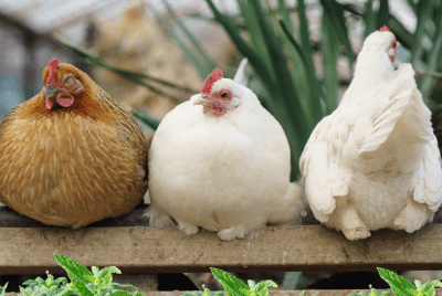 Three chickens sitting on a wooden perch, with lemon balm in the foreground. The chicken on the left has golden-brown feathers, the middle chicken is white, and the chicken on the right is also white but facing away from the camera. The background features green plants inside what appears to be a greenhouse.