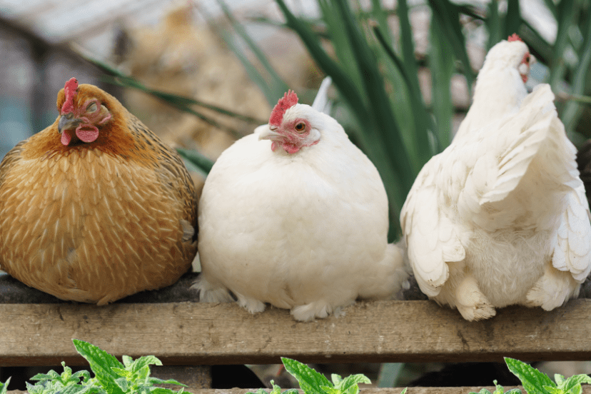 Three chickens sitting on a wooden perch, with lemon balm in the foreground. The chicken on the left has golden-brown feathers, the middle chicken is white, and the chicken on the right is also white but facing away from the camera. The background features green plants inside what appears to be a greenhouse.