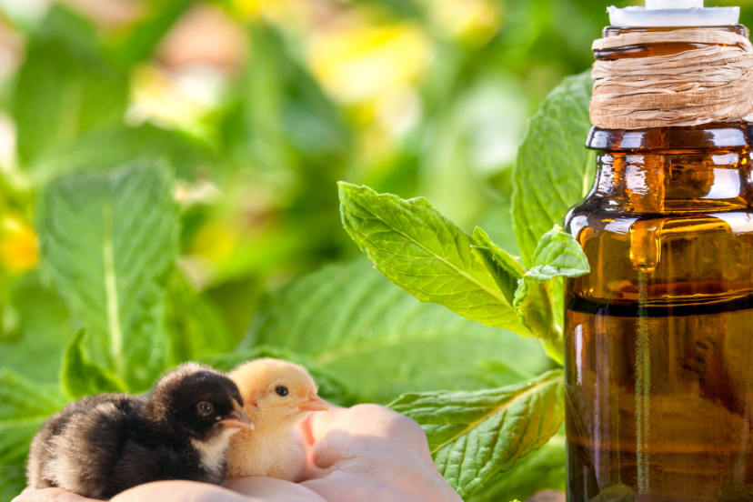 Article: Cooling mint for chickens. Pic - Two baby chicks being held in hands with fresh mint leaves and a bottle of mint extract in the background.