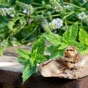 Two baby chicks sitting beside fresh mint leaves on a wooden surface with mint plants in the background.