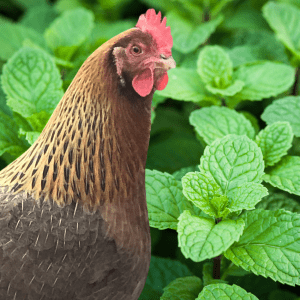 A brown chicken standing among lush green mint plants in a garden.