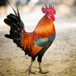 A vibrant rooster standing proudly, displaying a striking combination of orange, red, and teal feathers, on a sandy background.