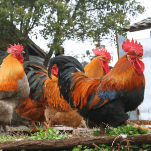 Three vibrant roosters with bright red combs and colorful plumage standing on a log in a rustic farmyard setting.