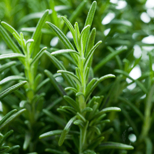 Close-up of lush green rosemary plant with vibrant leaves.