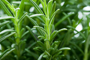 Close-up of lush green rosemary plant with vibrant leaves.