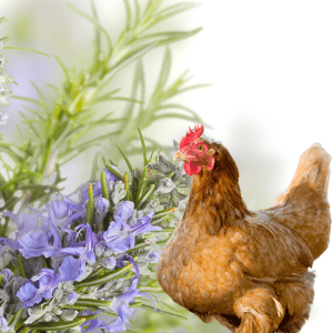A brown chicken standing beside a blooming rosemary plant with purple flowers.