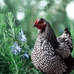 A speckled chicken standing beside a blooming rosemary plant with purple flowers.